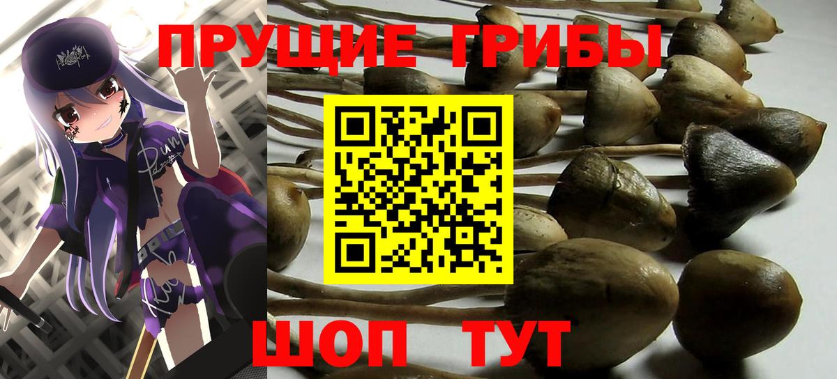 Псилоцибиновые грибы Psilocybe Россошь